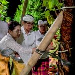 Foto/Ist. Penanaman pohon Bodhi (Ficus Religiosa) secara serentak di tiga lokasi sekaligus yakni Pecatu, Kapal dan Pelaga.