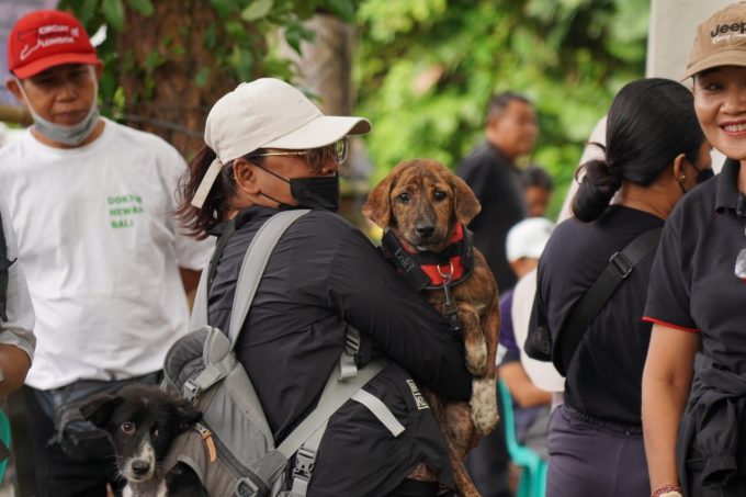 Photo: Ist. Rabies: Mass vaccination and sterilization held in The Nusa Dua area were warmly welcomed by the public.
