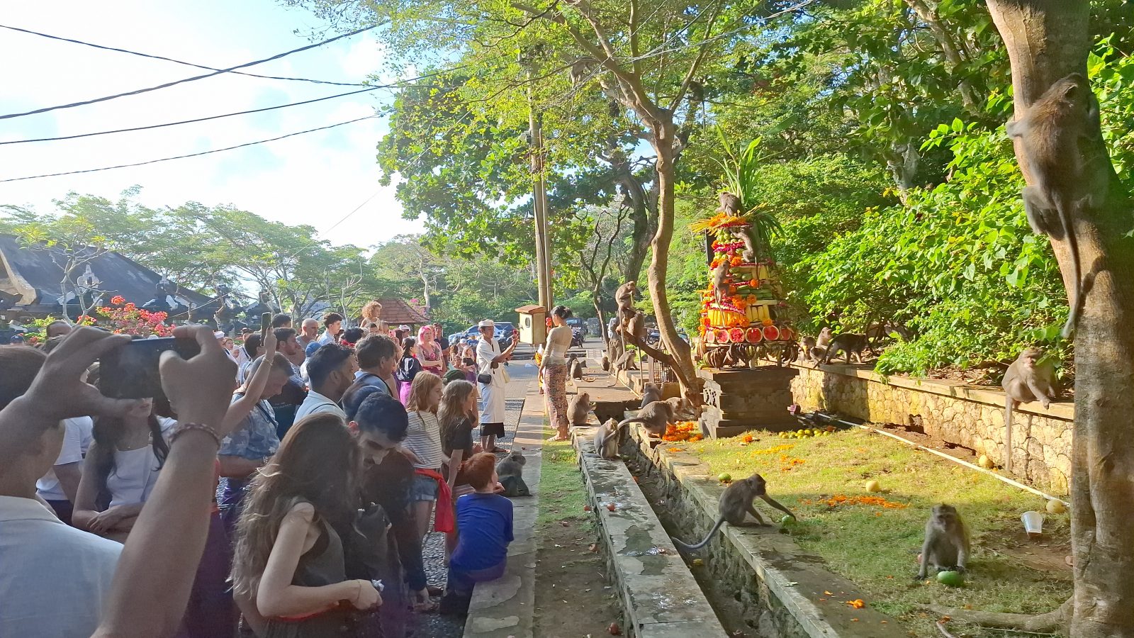 Foto/Ist Antusias: Ratusan Wisatawan tampak antusias berbaur memberi makan monyet dalam perayaan Tumpek Kandang di DTW Uluwatu.