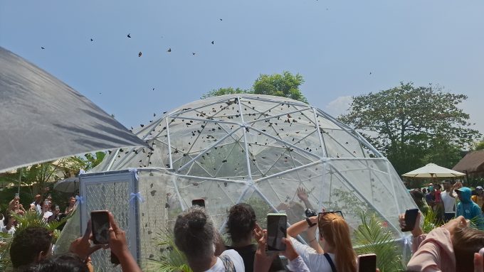 Kupu-Kupu: Pelepasliaran Kupu-Kupu di Nuanu Creative City yang disambut antusias pengunjung.