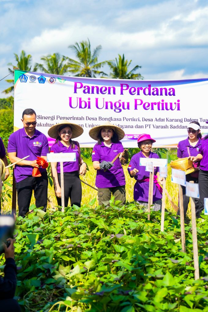 Foto/Ist Ketua TP. PKK Badung Nyonya Rasniathi Adi Arnawa menghadiri kegiatan panen perdana ubi ungu dan temu rasa dengan Lansia Desa Bongkasa Pertiwi di Wantilan Pura Dalem Banjar Karang Dalem II, Desa Bongkasa Pertiwi, Minggu (21/9).