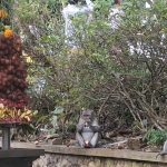 Foto2 Istimewa: Pengelola DTW Kawasan Luar Pura Uluwatu mengemas Tumpek Uye jadi atraksi wisata yang menarik wisatawan.