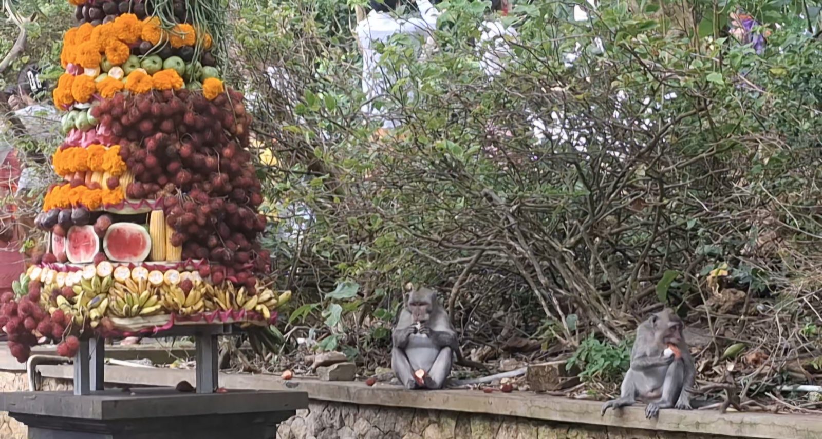 Foto2 Istimewa: Pengelola DTW Kawasan Luar Pura Uluwatu mengemas Tumpek Uye jadi atraksi wisata yang menarik wisatawan.