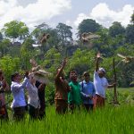 Special Photo Bongkasa: Symbolic release of eight barn owls (Tyto alba) at Pura Dalem Wantilan, Bongkasa Village.