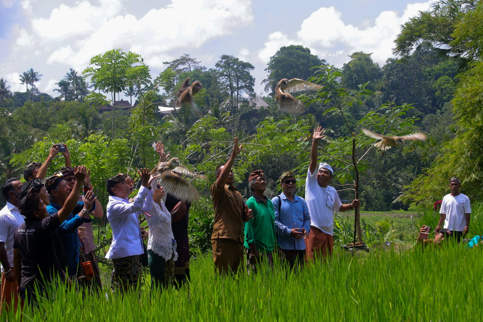 Special Photo Bongkasa: Symbolic release of eight barn owls (Tyto alba) at Pura Dalem Wantilan, Bongkasa Village.