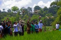 Special Photo Bongkasa: Symbolic release of eight barn owls (Tyto alba) at Pura Dalem Wantilan, Bongkasa Village.