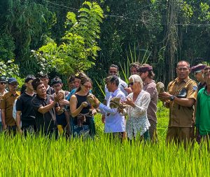 Foto Istimewa Bongkasa: Pelepasan simbolis delapan burung hantu jenis Tyto alba di Pura Dalem Wantilan, Desa Bongkasa.